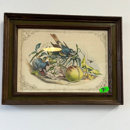 Framed Bird Watercolors