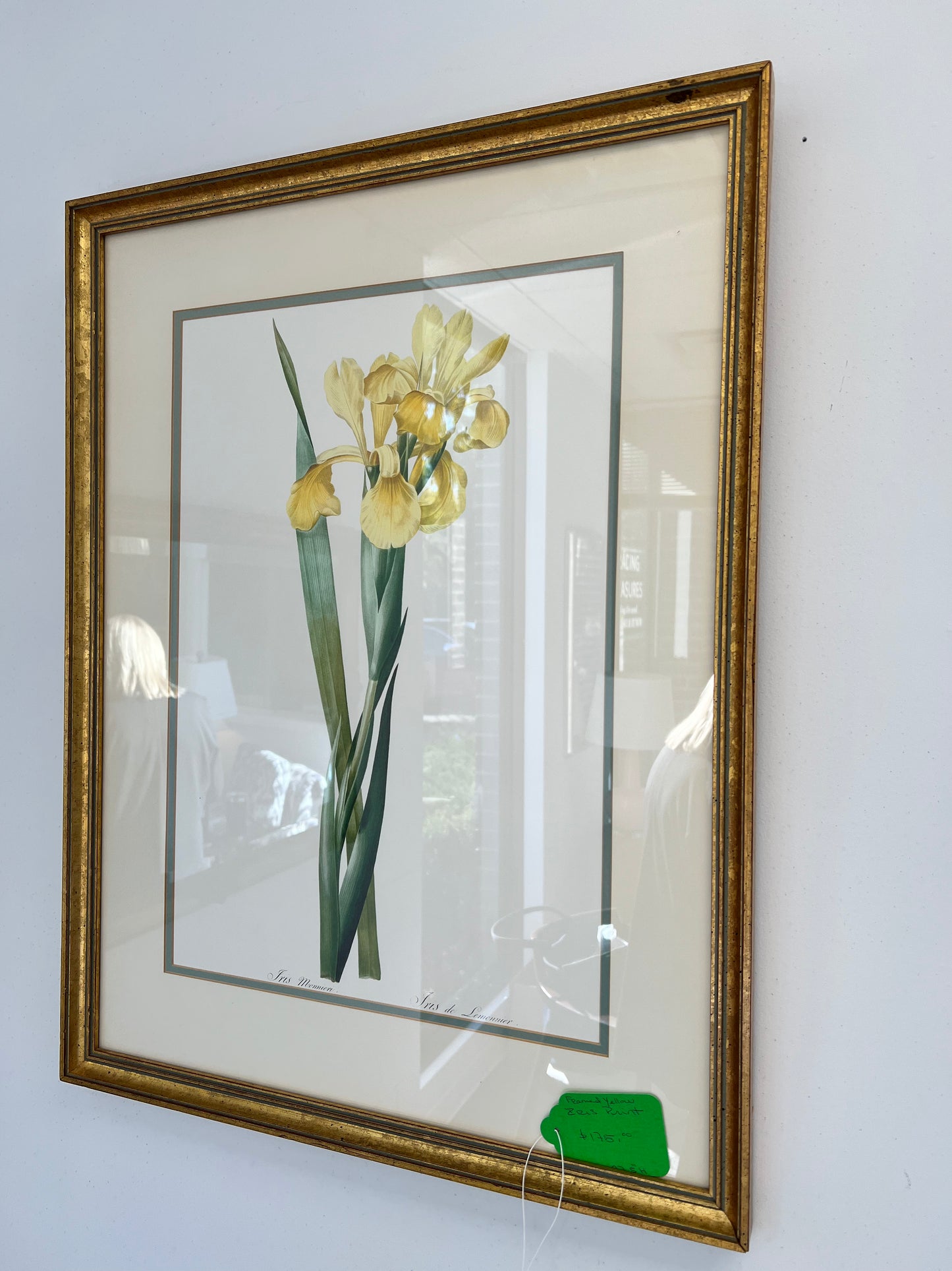 Daffodil Botanical