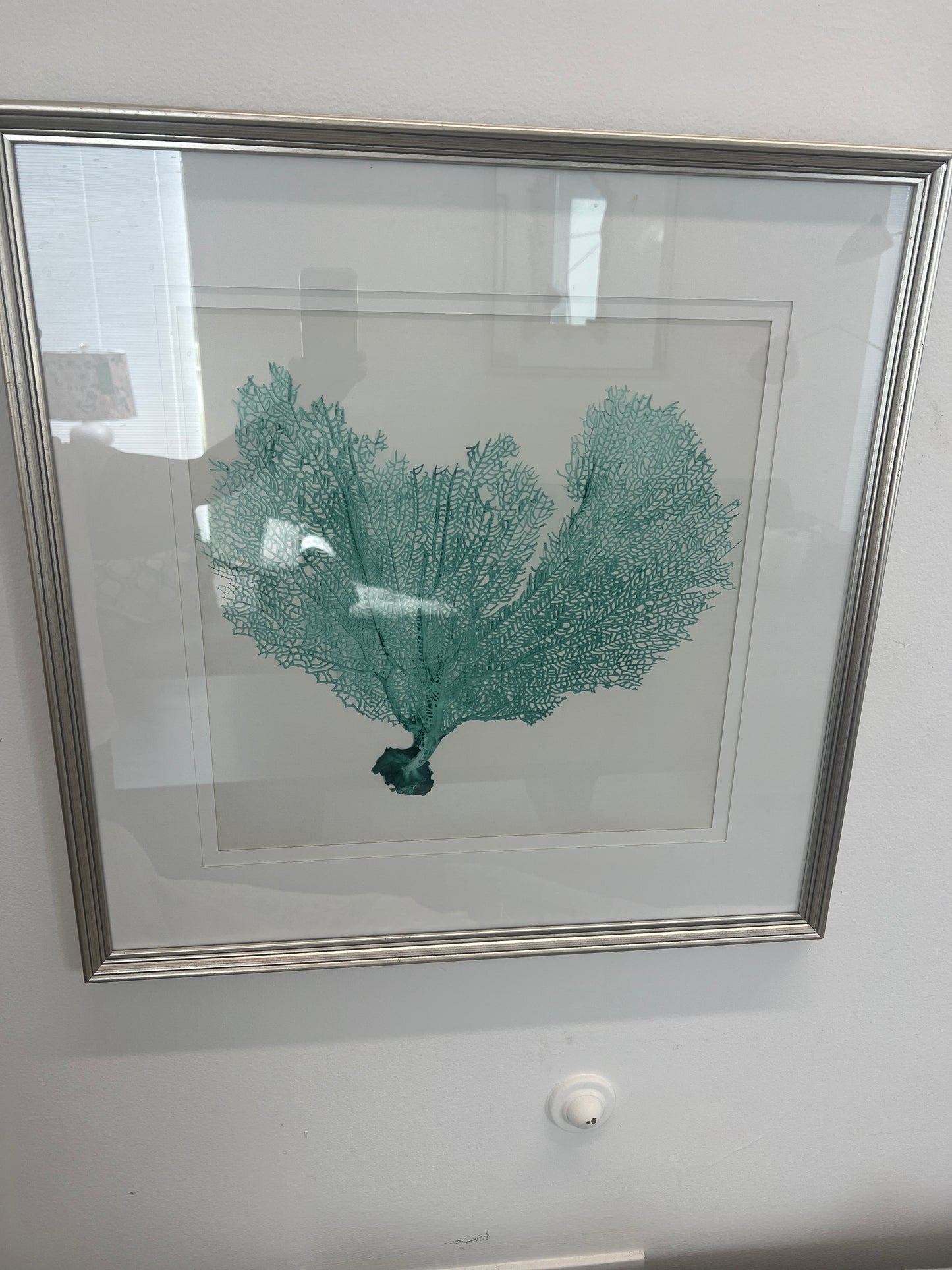 Turquoise Coral